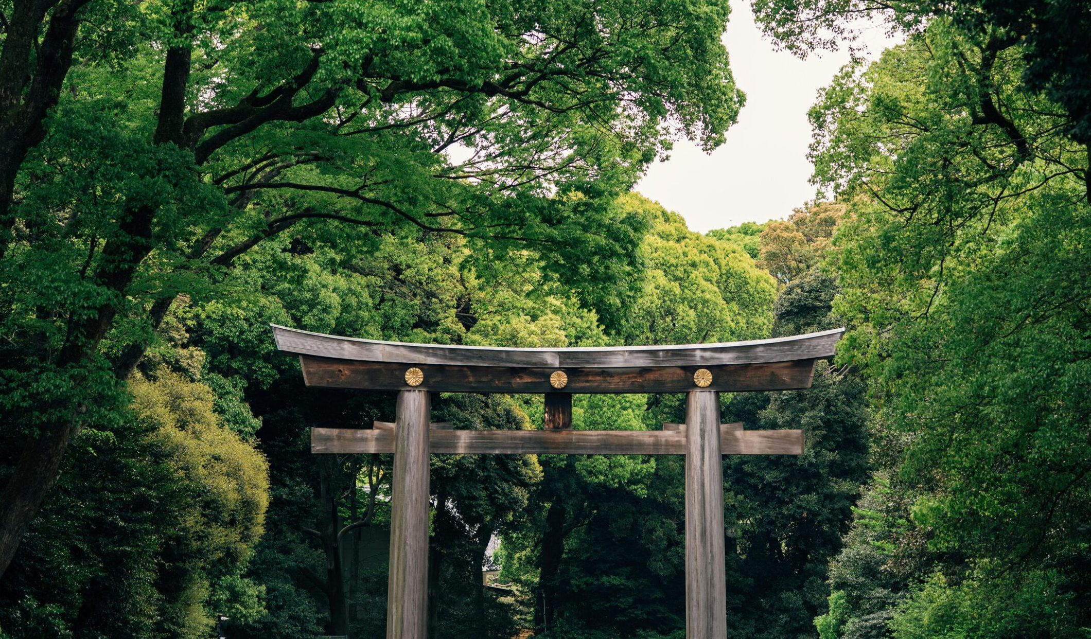 pexels-ekrulila-32005309-x-kigumiscale.tech